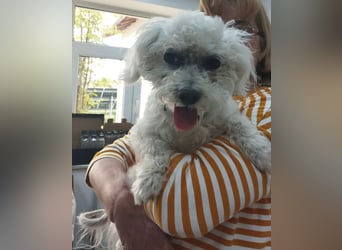 Malteser-Bichon Mix BINGO sucht sein Glück!