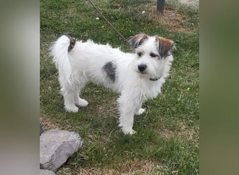 "Püppchen" DAISY auf der Suche nach einem für-immer-Zuhause!