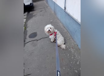 Bichon-Malteser Mix PUFFI sucht seine Familie!