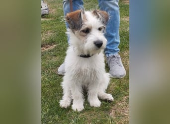 "Püppchen" DAISY auf der Suche nach einem für-immer-Zuhause!