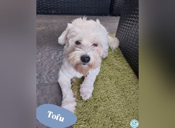 Tofu - rüstiger Rentner