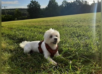 PUMBA sucht Menschen mit großem Herzen