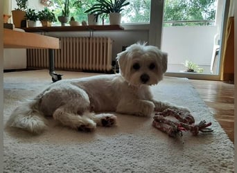 PUMBA sucht Menschen mit großem Herzen