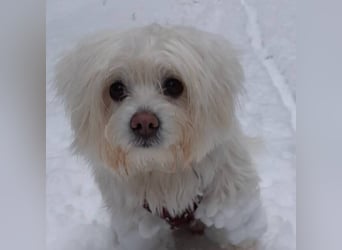 PUMBA sucht Menschen mit großem Herzen