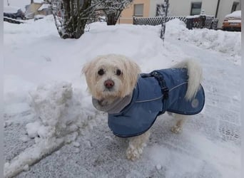 PUMBA sucht Menschen mit großem Herzen