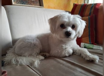 PUMBA sucht Menschen mit großem Herzen