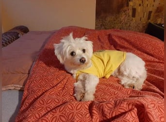 PUMBA sucht Menschen mit großem Herzen