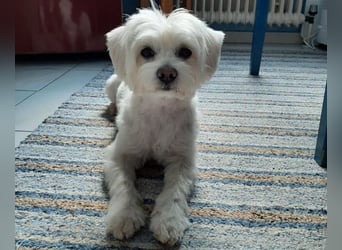 PUMBA sucht Menschen mit großem Herzen