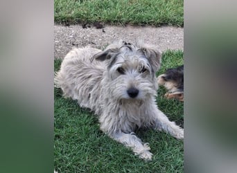 CHARLIE ca. 1 J. Yorkie-Maltesermix-Teenager sucht Familienansschluß