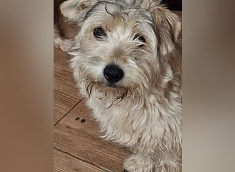 CHARLIE ca. 1 J. Yorkie-Maltesermix-Teenager sucht Familienansschluß