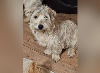 CHARLIE ca. 1 J. Yorkie-Maltesermix-Teenager sucht Familienansschluß
