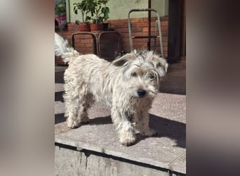 CHARLIE ca. 1 J. Yorkie-Maltesermix-Teenager sucht Familienansschluß