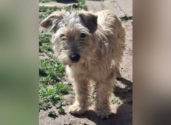 CHARLIE ca. 1 J. Yorkie-Maltesermix-Teenager sucht Familienansschluß
