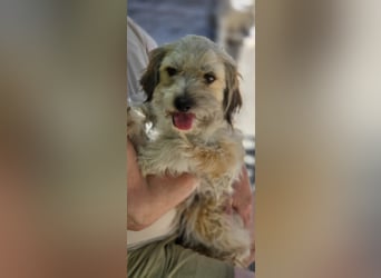 Bezaubernde Bella sucht dich - noch in Rumänien