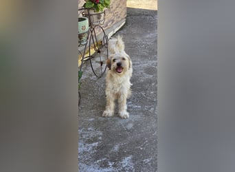 Bezaubernde Bella sucht dich - noch in Rumänien