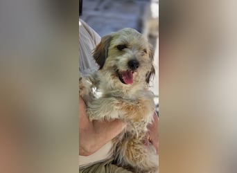 Bezaubernde Bella sucht dich - noch in Rumänien