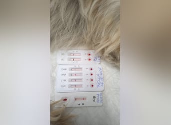 Bezaubernde Bella sucht dich - noch in Rumänien