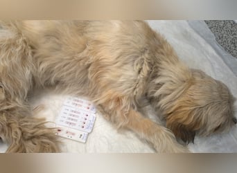 Bezaubernde Bella sucht dich - noch in Rumänien