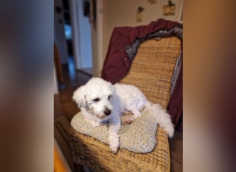 Freundlicher, lustiger Bartholomaeus