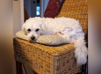 Freundlicher, lustiger Bartholomaeus