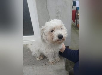 Freundlicher, lustiger Bartholomaeus