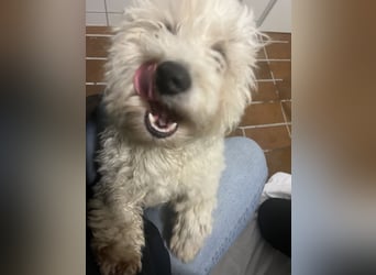 Freundlicher, lustiger Bartholomaeus