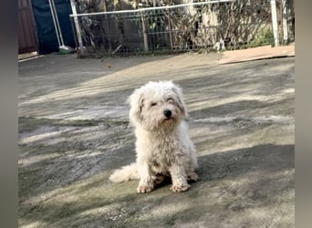 Freundlicher, lustiger Bartholomaeus