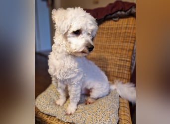 Freundlicher, lustiger Bartholomaeus