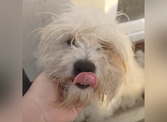 Freundlicher, lustiger Bartholomaeus