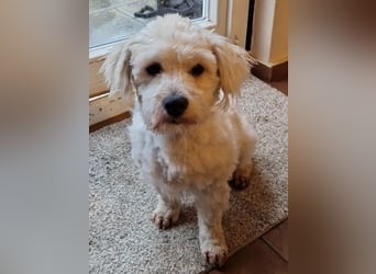 Freundlicher, lustiger Bartholomaeus