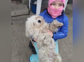 Freundlicher, lustiger Bartholomaeus