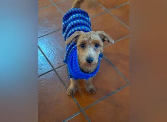 Jolly - Ein Hund ist ein Hund ist ein Hund ...