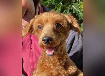 Jolly - Ein Hund ist ein Hund ist ein Hund ...