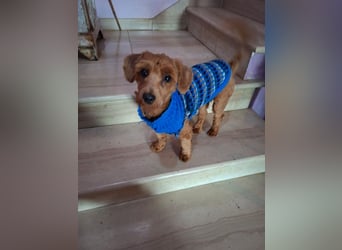 Jolly - Ein Hund ist ein Hund ist ein Hund ...