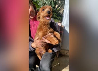 Jolly - Ein Hund ist ein Hund ist ein Hund ...