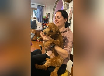 Jolly - Ein Hund ist ein Hund ist ein Hund ...