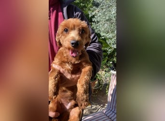 Jolly - Ein Hund ist ein Hund ist ein Hund ...