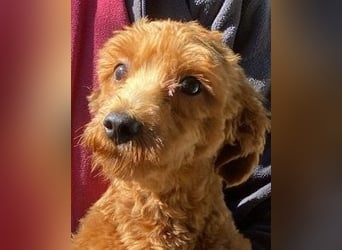 Jolly - Ein Hund ist ein Hund ist ein Hund ...