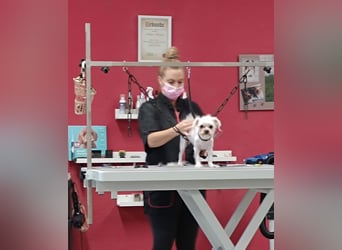 FILOU, beschlagnahmter Malteser-Mix, 8 Jahre, 30 cm, Tierschutz, Pflegestelle 51503