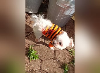 FILOU, kleiner Lebemann, Malteser-Mix, 7,5 Jahre, 26 cm, Tierschutz, Pflegestelle 51503