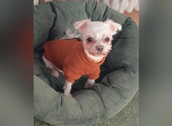 FILOU, kleiner Lebemann, Malteser-Mix, 7,5 Jahre, 26 cm, Tierschutz, Pflegestelle 51503