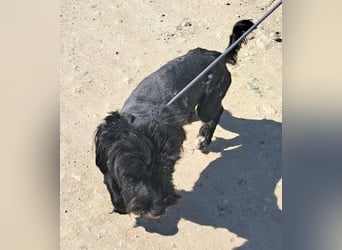 Kleiner Rüde 28cm, Lake hatte Glück das ihn ein Tierschützer in Rumänien gerettet hat
