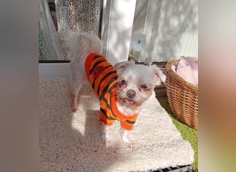 FILOU, kleiner Lebemann, Malteser-Mix, 7 Jahre, 30 cm, Pflegestelle 51503, Tierschutz