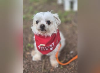 FILOU, möchte ankommen, Malteser-Mix, 7 Jahre, 26 cm, Tierschutz, Pflegestelle 51503