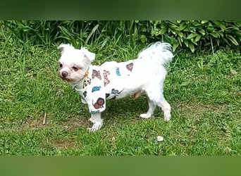 FILOU, kleiner Lebemann, Malteser-Mix, 7 Jahre, 26 cm, Pflegestelle 51503, Tierschutz