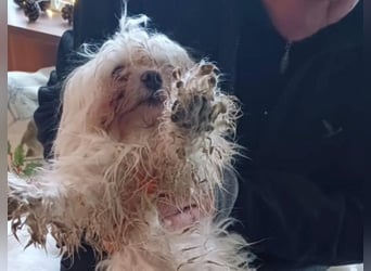FILOU, kleiner Lebemann, Malteser-Mix, 7,5 Jahre, 26 cm, Tierschutz, Pflegestelle 51503