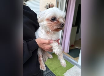 FILOU, kleiner Lebemann, Malteser-Mix, 7,5 Jahre, 26 cm, Tierschutz, Pflegestelle 51503