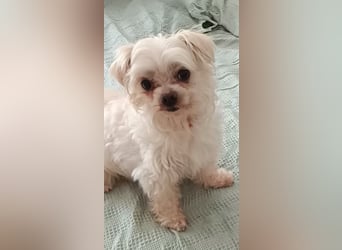 FILOU, möchte ankommen, Malteser-Mix, 7 Jahre, 26 cm, Tierschutz, Pflegestelle 51503
