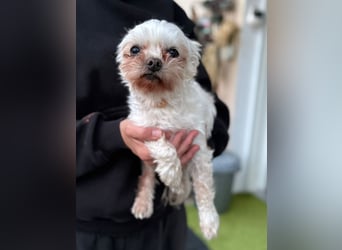 FILOU, kleiner Lebemann, Malteser-Mix, 7,5 Jahre, 26 cm, Tierschutz, Pflegestelle 51503