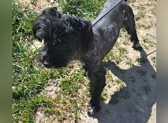 Kleiner Rüde 28cm, Lake hatte Glück das ihn ein Tierschützer in Rumänien gerettet hat